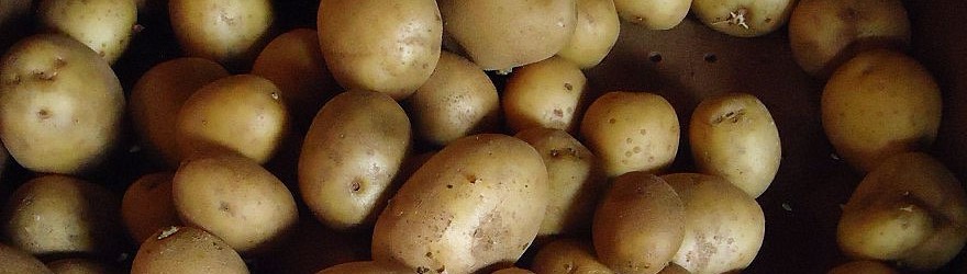 Cultiver des pommes de terre sur votre gazon !